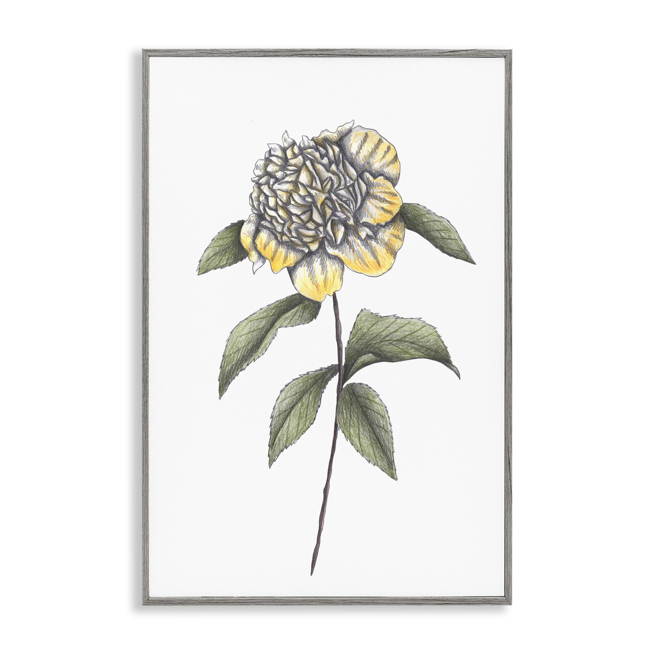 Stupell Industries Camellia Flower Illustration Framed Giclee, design by Cecilia Battaini